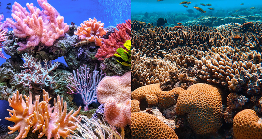 Ocean - Coral - reef safe sunscreen - reef friendly sunscreen - ATTITUDE