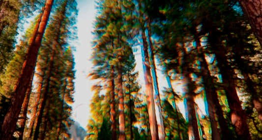 The-wondrous-benefits-of-trees -Tree-facts---Benefits-of-trees-ATTITUDE