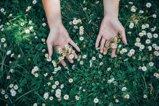 Chamomile: A flower with many benefits