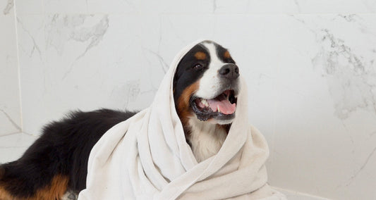 10 ingredients to avoid in dog shampoo