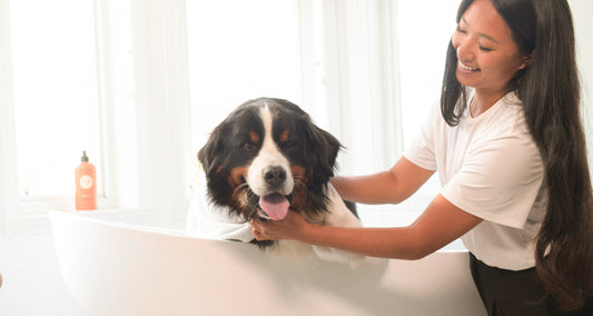 How to safely groom your pet at home?