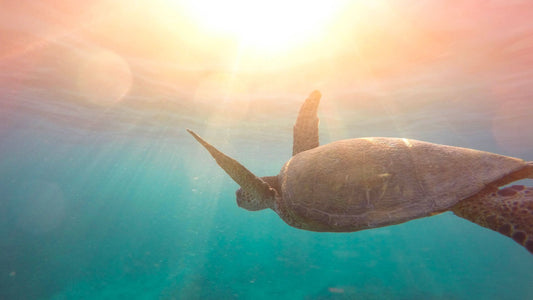 Sunscreen: How can you protect yourself from UV rays without harming coral reefs?